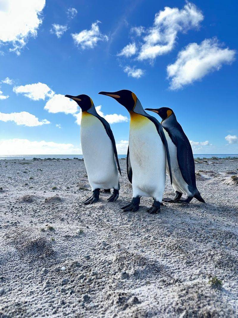Volunteer Point, East Falkland, Falkland Islands