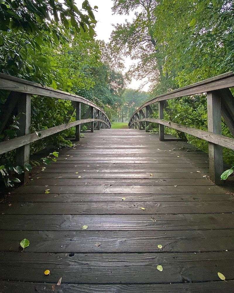 Walking Paths Through Pine Forest