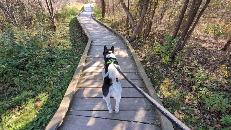 Walking the Boardwalk Through Pochuck Valley Wetlands