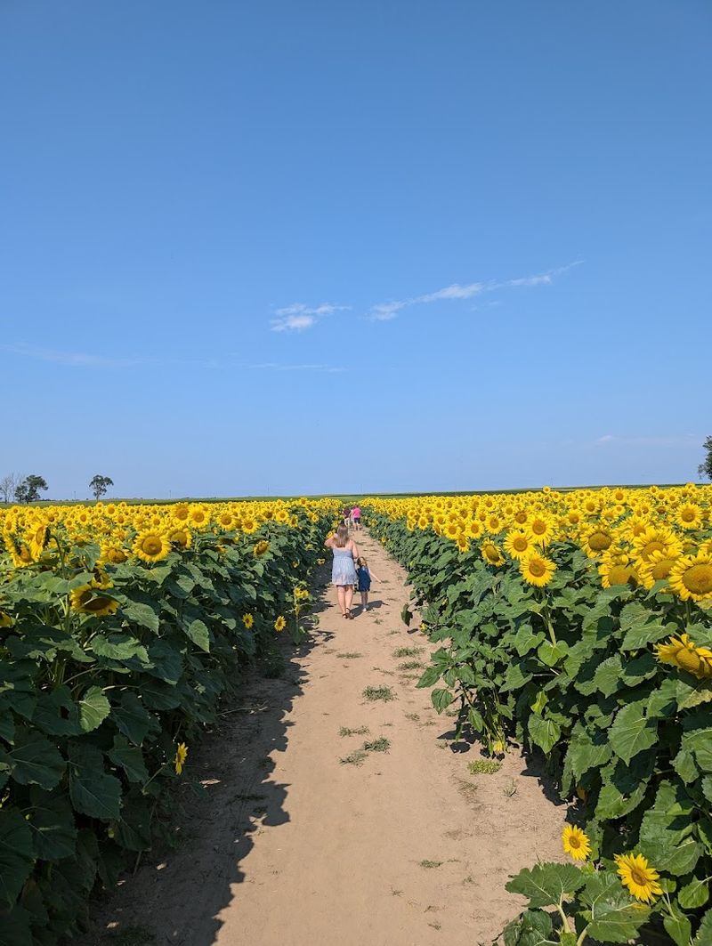 Walking the Trails Through the Field