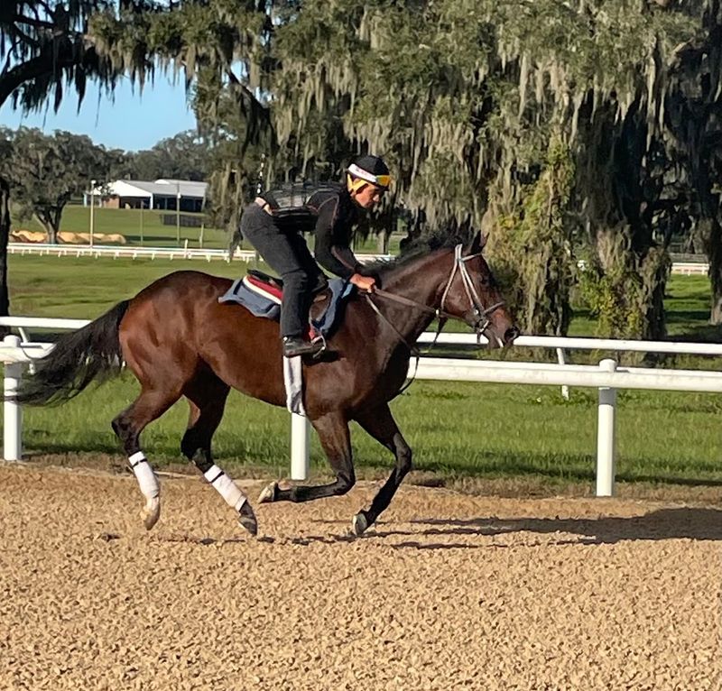 Watching Horses Train on the Track Watching Horses Train on the Track