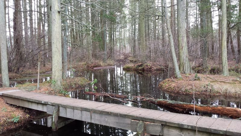 Wells Mills County Park, Waretown, New Jersey
