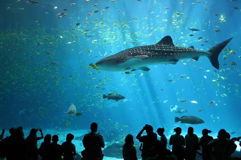 Whale Shark (Rhincodon typus) Whale Shark (Rhincodon typus)