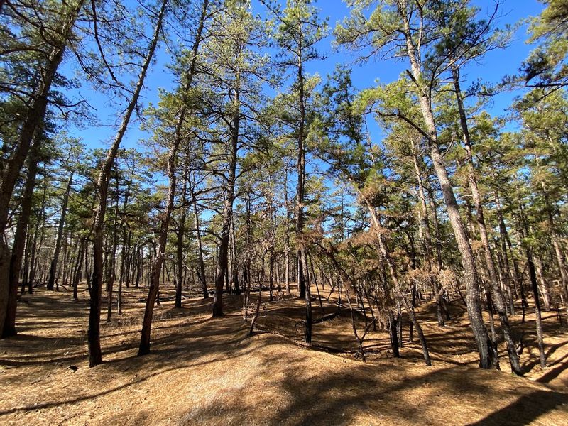 Wharton State Forest, Hammonton, New Jersey