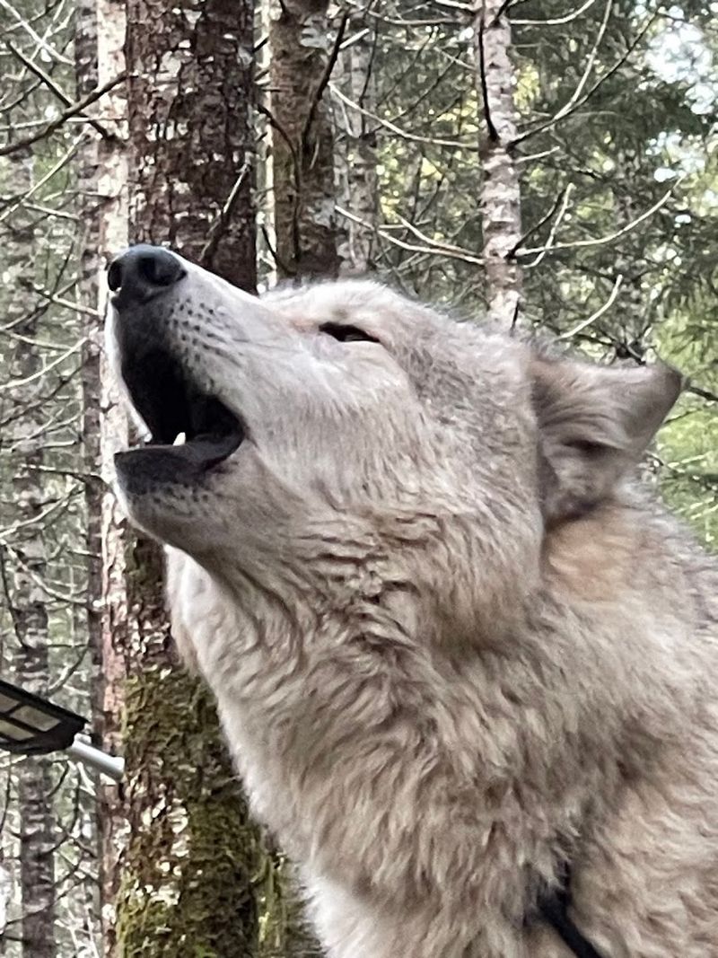 What Exactly Is a Wolfdog and Why Does It Matter What Exactly Is a Wolfdog and Why Does It Matter