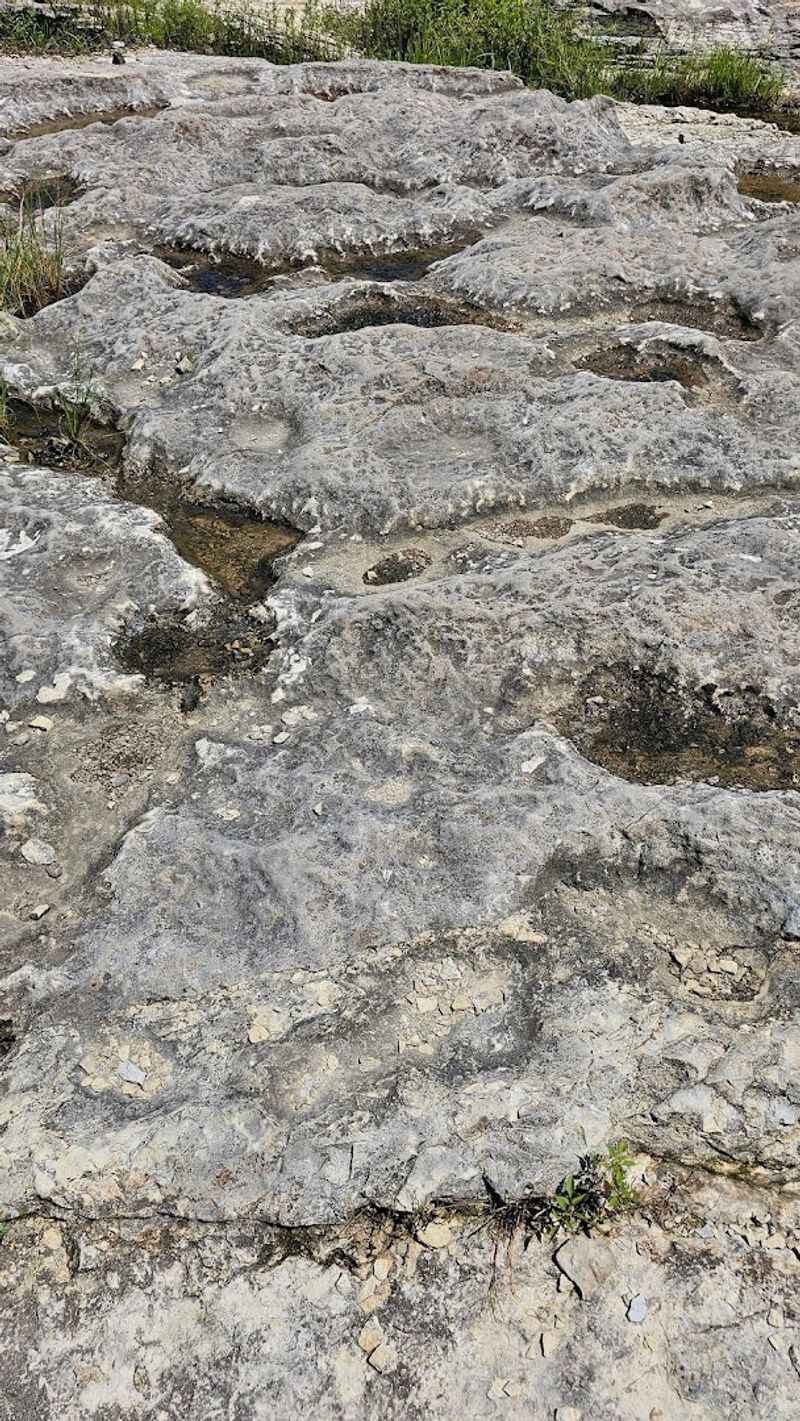 What Fossils You Can Actually See What Fossils You Can Actually See