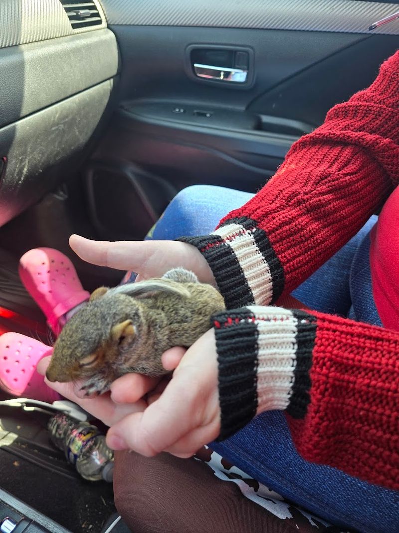 What Happens When You Show Up With an Injured Animal What Happens When You Show Up With an Injured Animal
