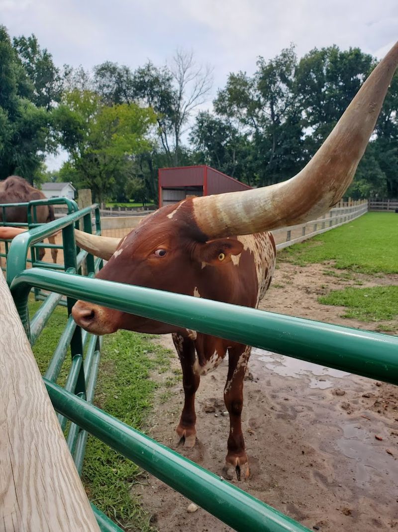 What Happens When a Bison Decides Your Bucket Is His