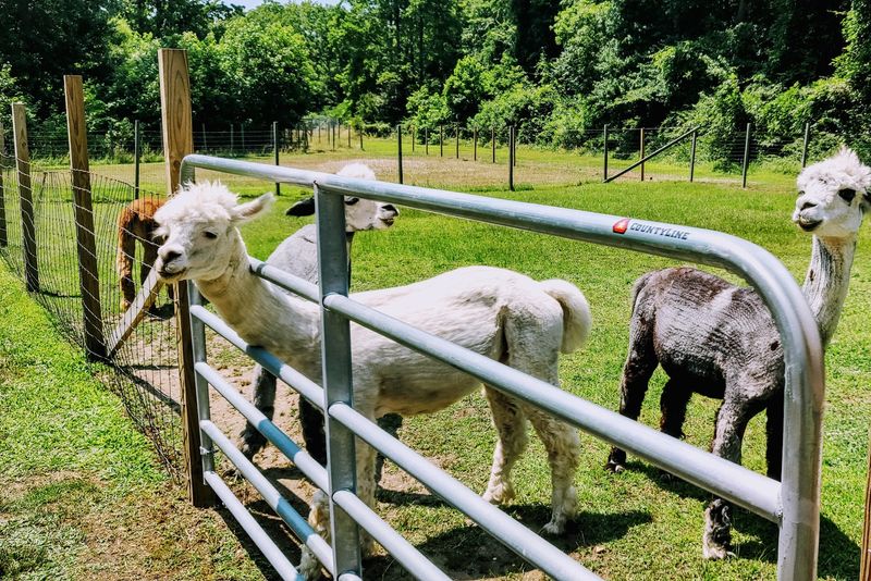 What Makes This Farm Different From a Zoo or Petting Zoo