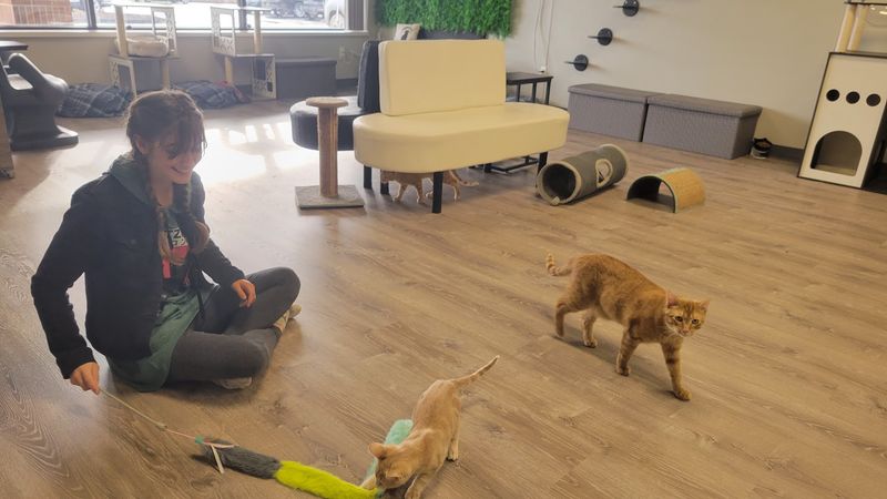 What Makes This Place Cat-Welfare Focused 