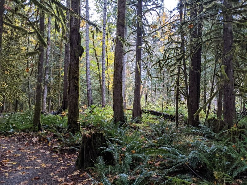 What Makes This an Old-Growth Forest