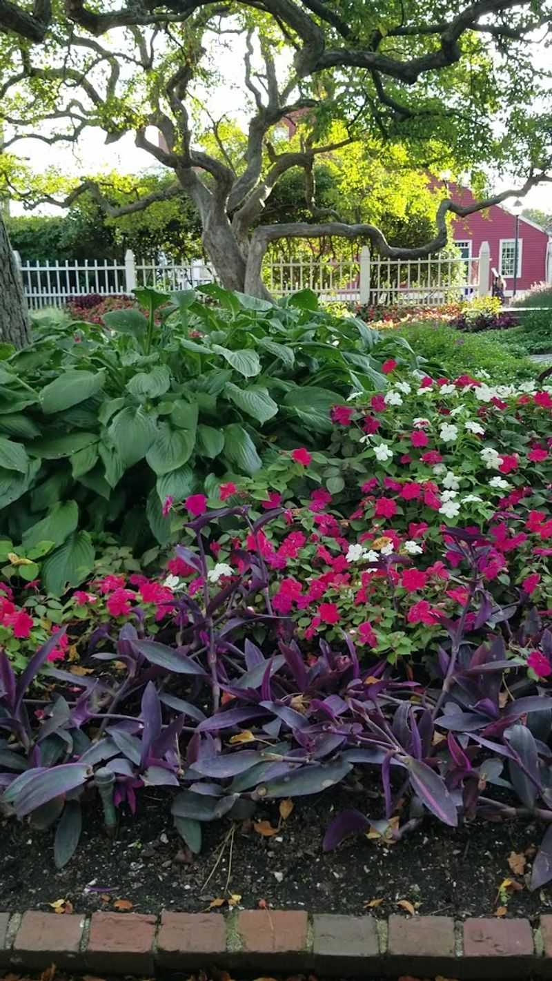 What Makes the Hostas and Demonstration Beds So Special What Makes the Hostas and Demonstration Beds So Special