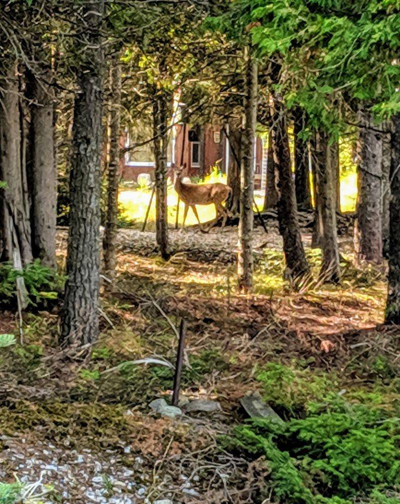 What You Can Expect From the Wildlife and Natural Scenery