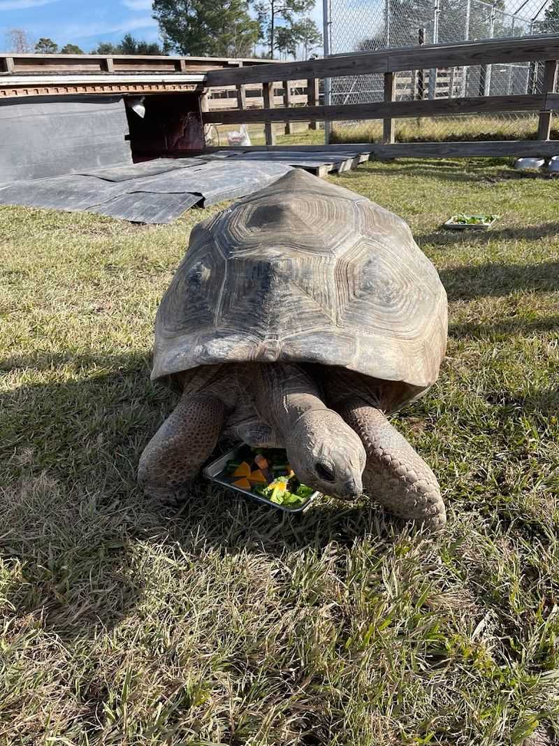 What the Animals Are Really Like Up Close