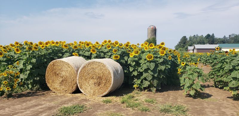 What the Farm Looks Like at Its Absolute Peak