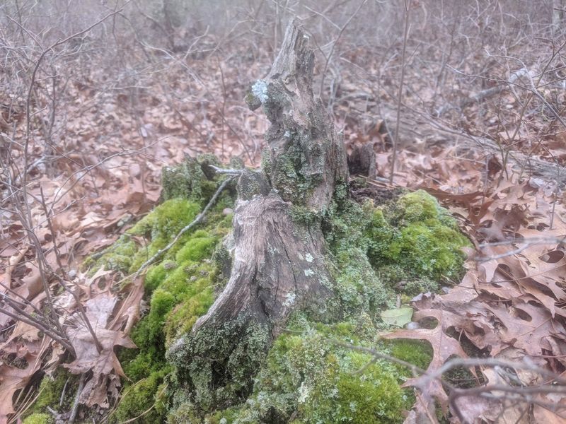 What the Forest Floor Actually Looks Like