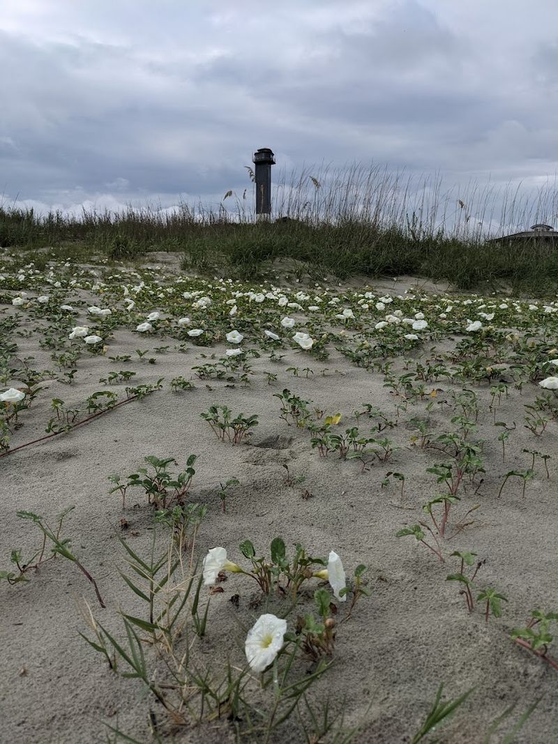 What the Grounds Around the Lighthouse Actually Look Like What the Grounds Around the Lighthouse Actually Look Like