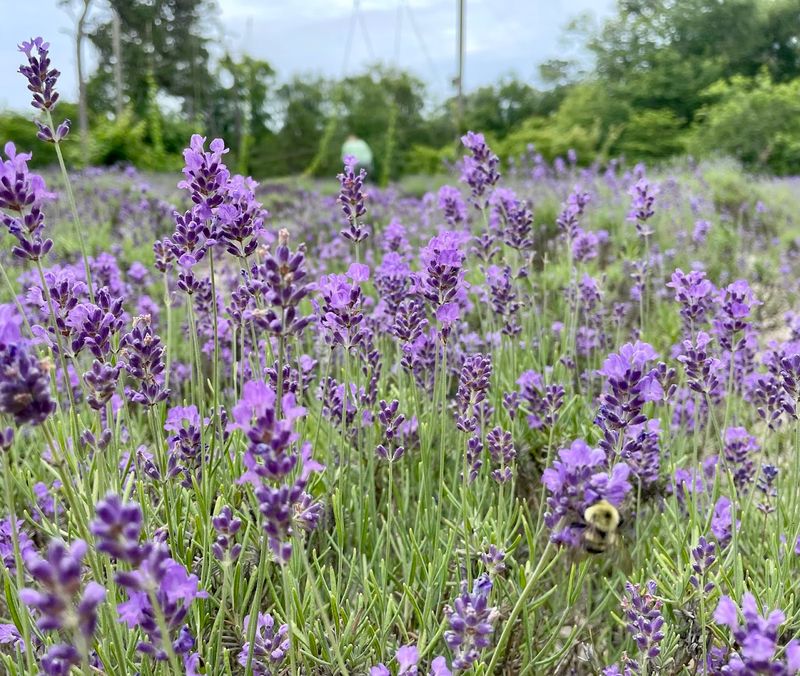 What the Lavender Fields Actually Look Like What the Lavender Fields Actually Look Like