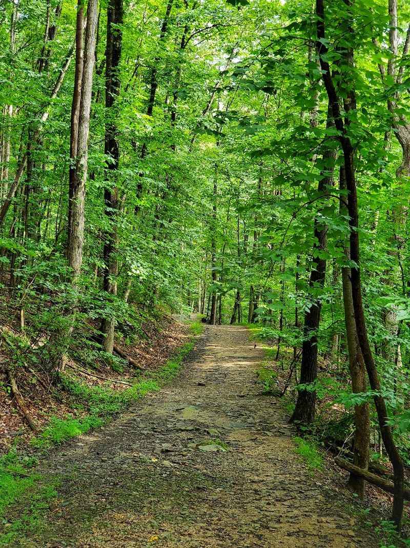 What the Rhododendron Trail Delivers in Every Season