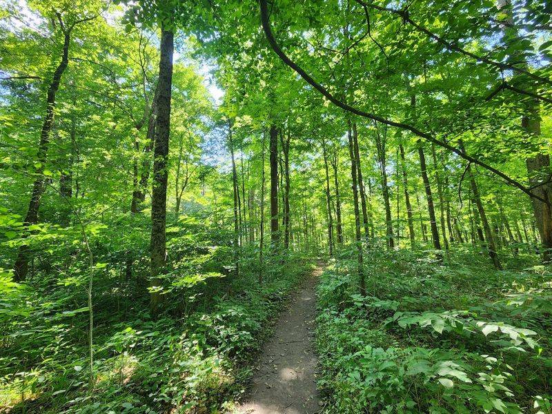 What the Trail Actually Looks Like What the Trail Actually Looks Like