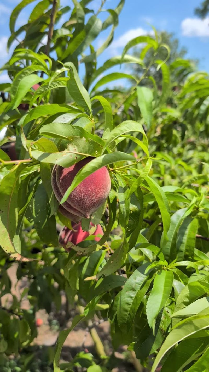What to Do With All Those Peaches What to Do With All Those Peaches