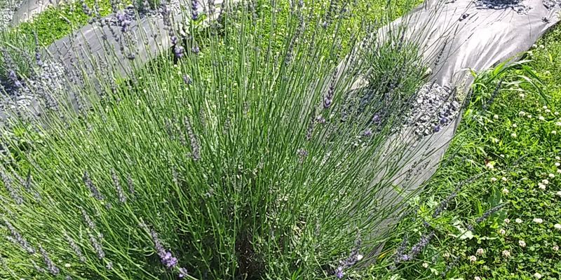 When the Lavender Actually Blooms