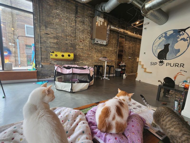 Where Brady Street Becomes a Cat Lover's Haven Where Brady Street Becomes a Cat Lover's Haven