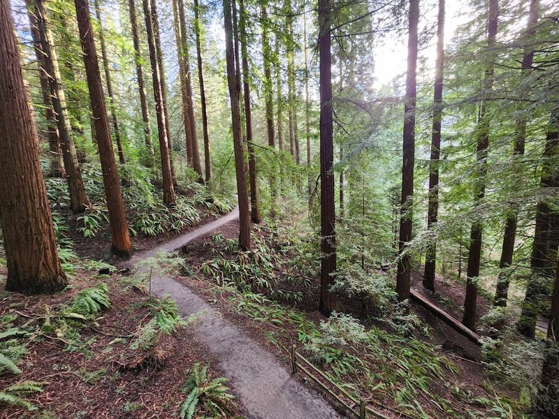 Where the Forest Begins: Address, Location, and Getting There