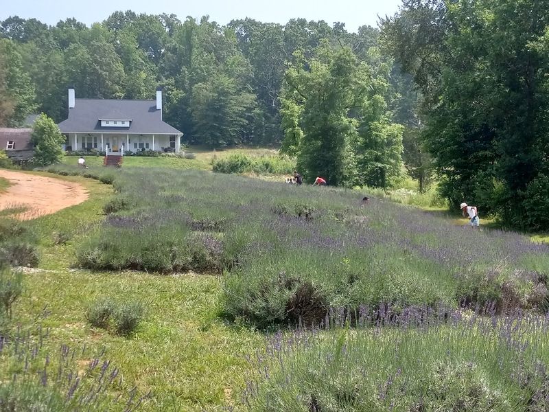 Where the Purple Dream Begins: Location and First Impressions
