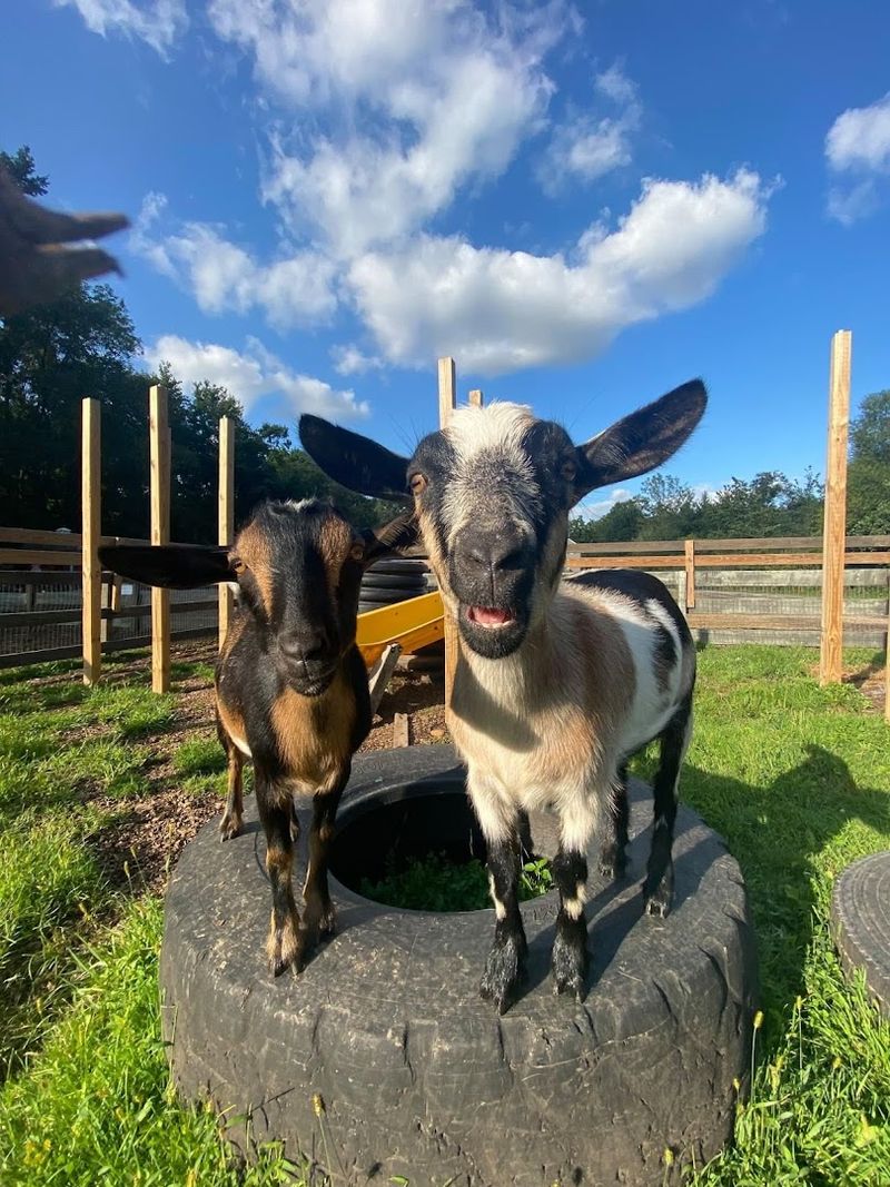 Where to Find Creekside Farm and What to Expect on Arrival