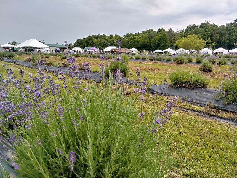 Where to Find Peaceful Acres Lavender Farm