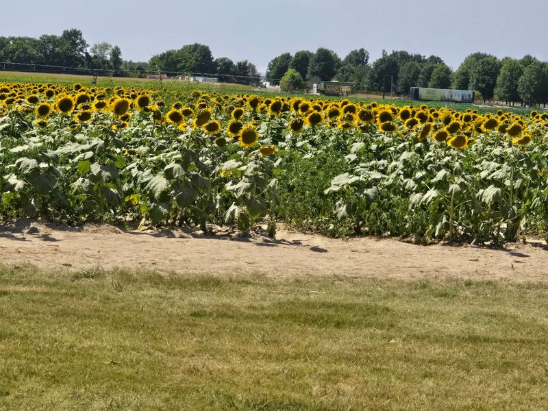 Where to Find This Golden Patch in Memphis Where to Find This Golden Patch in Memphis