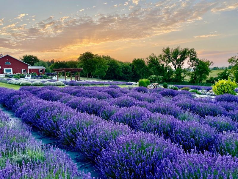Where to Find This Lavender Destination