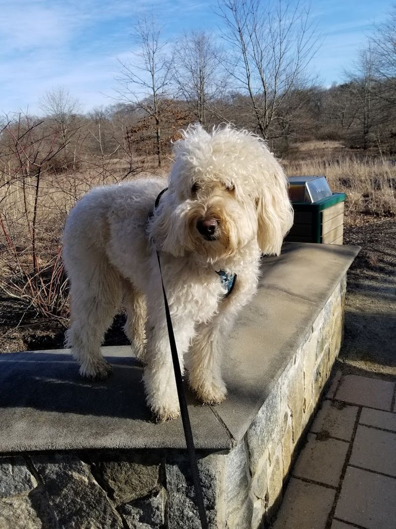 Why Dogs Love This Park as Much as Their Owners Do