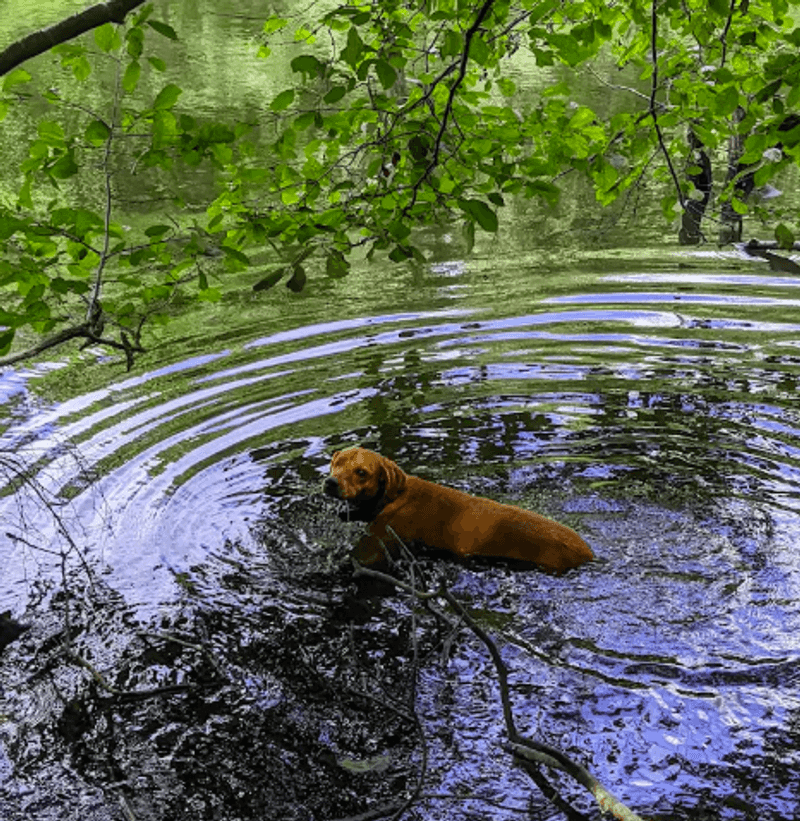 Why Dogs and Families Both Feel at Home Here Why Dogs and Families Both Feel at Home Here