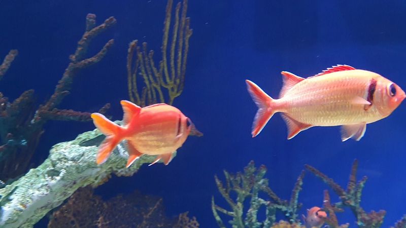 Why Georgia Aquarium Belongs on Every Atlanta Itinerary Why Georgia Aquarium Belongs on Every Atlanta Itinerary