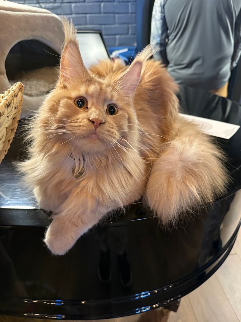 Why Maine Coon Manor Deserves a Spot on Your Florida Itinerary