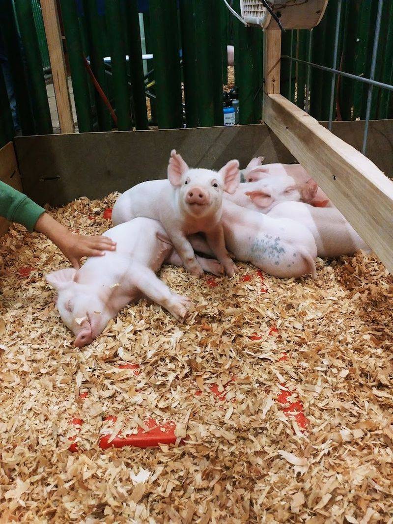 Why This Fair Keeps Drawing Families Back Every Summer