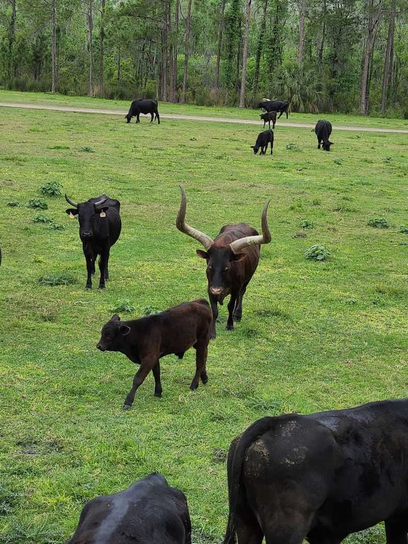 Why This Farm Feels Like Old Florida Why This Farm Feels Like Old Florida