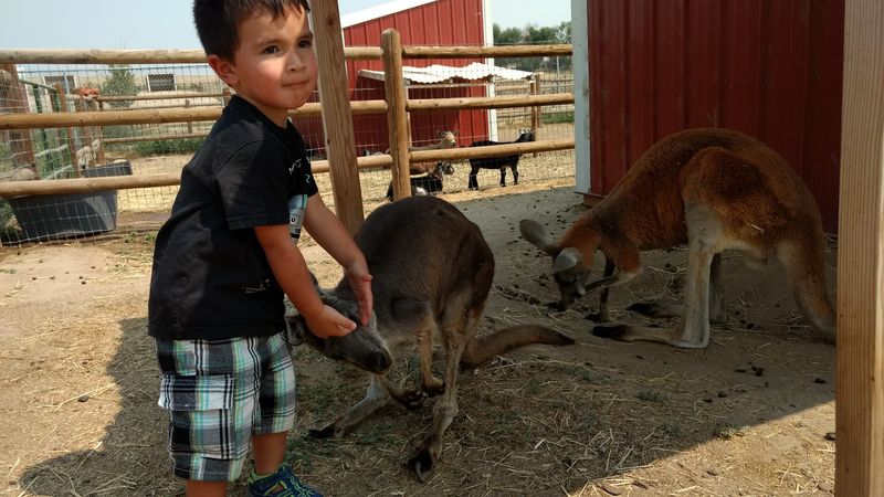 Why This Farm Hits Differently Than a Standard Zoo Why This Farm Hits Differently Than a Standard Zoo