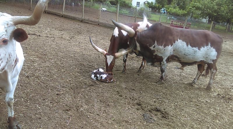 Why This Farm Still Matters in Modern New Jersey