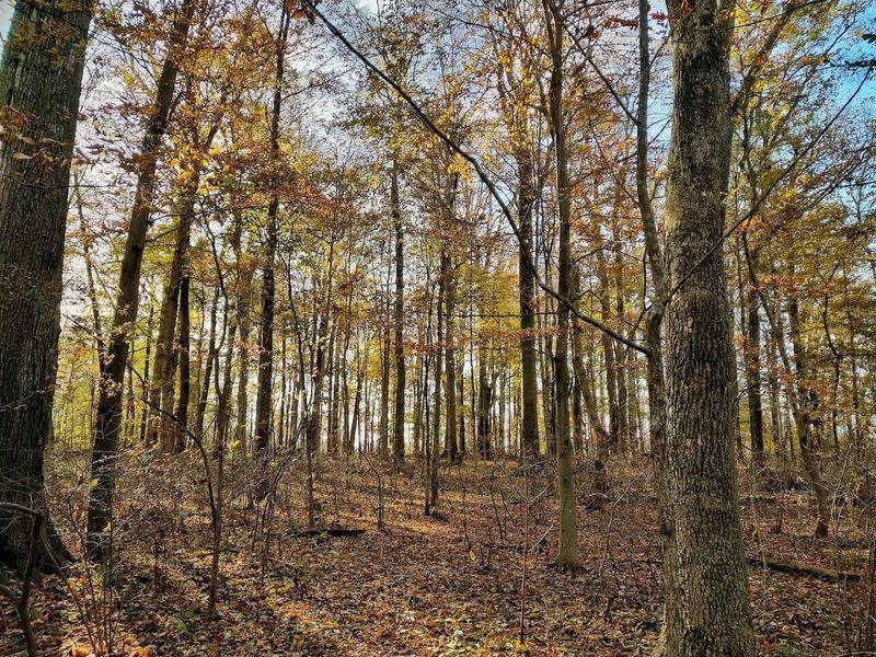 Why This Forest Is So Rare in Indiana Why This Forest Is So Rare in Indiana