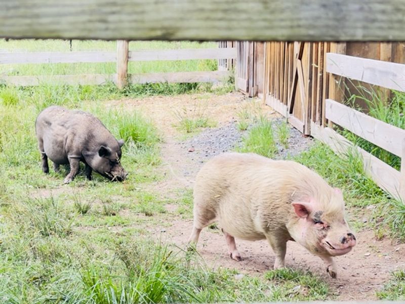 Why This Is Not a Petting Zoo Why This Is Not a Petting Zoo