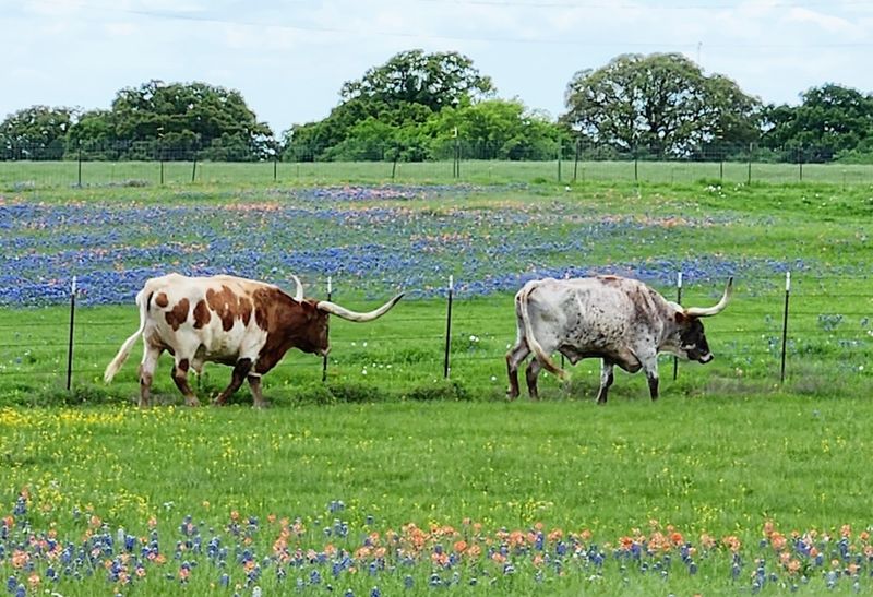 Why This Route Deserves a Spot on Every Texas Spring Bucket List Why This Route Deserves a Spot on Every Texas Spring Bucket List