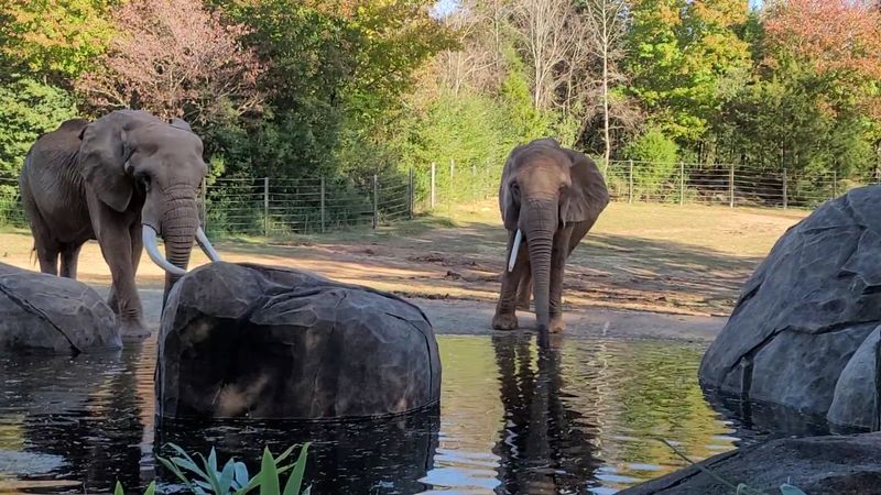 Why This Zoo Deserves a Spot on Every North Carolina Itinerary Why This Zoo Deserves a Spot on Every North Carolina Itinerary