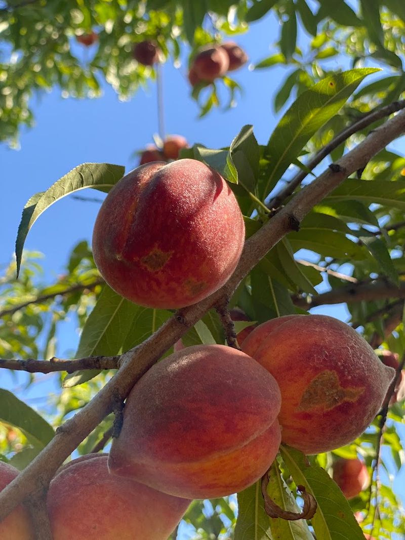 Why Wind Drift Orchards Is Worth the Drive Why Wind Drift Orchards Is Worth the Drive