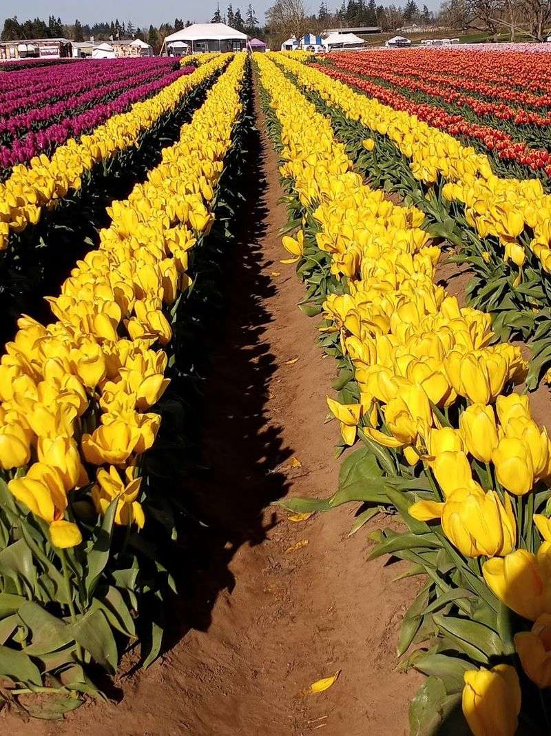 Why Woodburn Deserves a Spot on Your Oregon Itinerary Why Woodburn Deserves a Spot on Your Oregon Itinerary