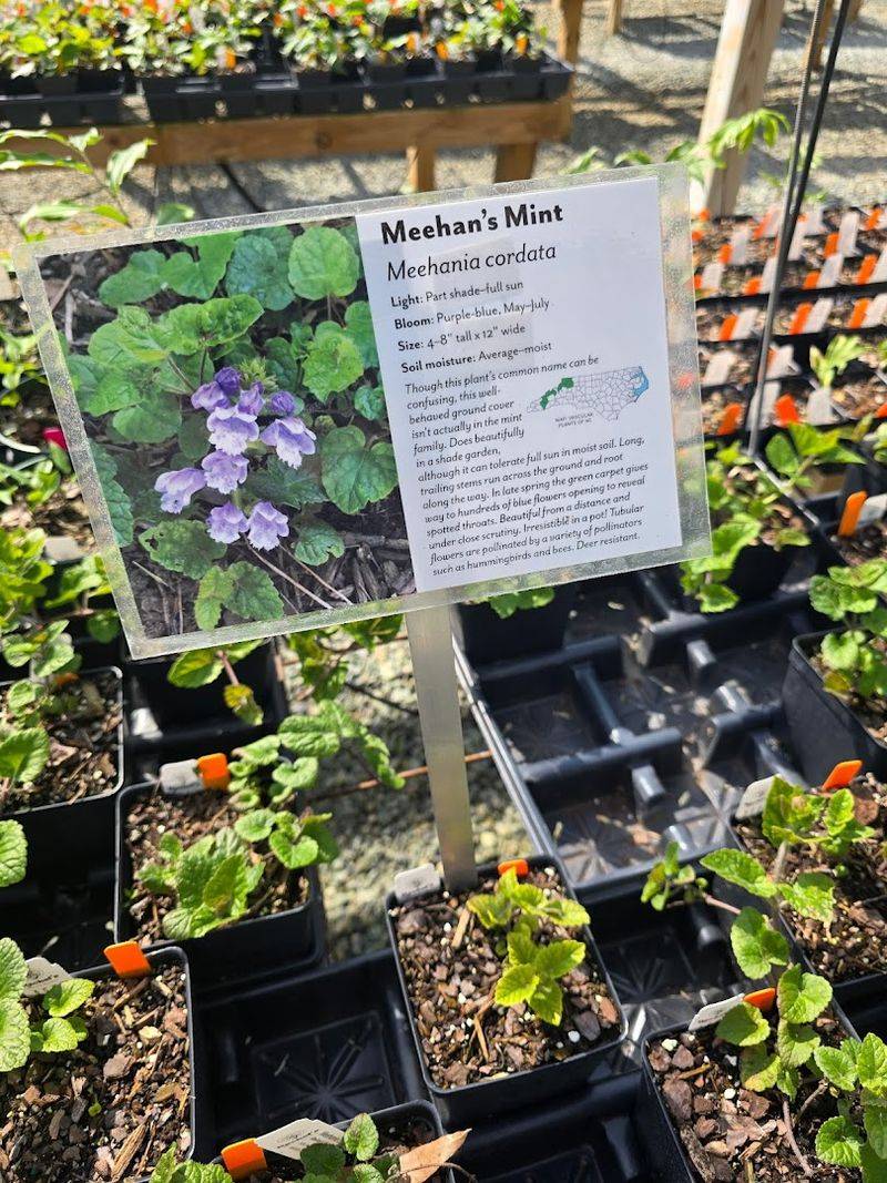 Why a Visit to This Pittsboro Nursery Stays With You Long After You Leave