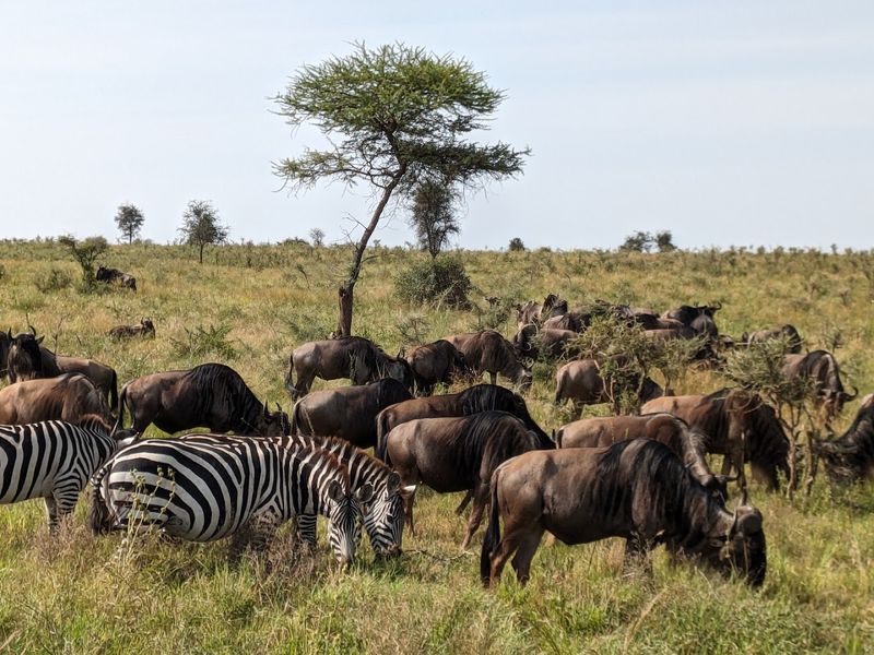 Wildebeest Migration, Serengeti National Park, Tanzania and Maasai Mara, Kenya