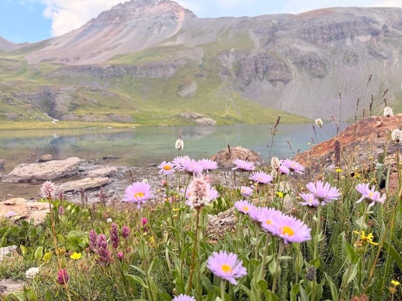 Wildflowers That Carpet the Whole Mountain